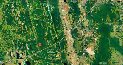 Over Two Acres One Lot From the Road Near the I-4 Interchange (representative photo of the area)