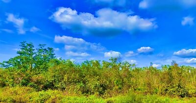 Pine and palmetto flatwoods under a blue sky in Orlando Pines near Polk City