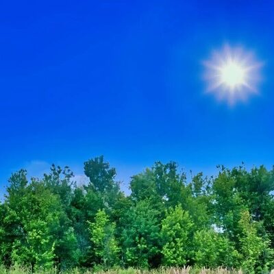 Representative photo of a pine and hardwood tree line under a bright blue Florida sky, typical of the woods around Valhalla Acres, Polk City